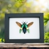 Chrysochroa saundersii Flying Metallic Jewel Beetle Framed Taxidermy Classic Black Display