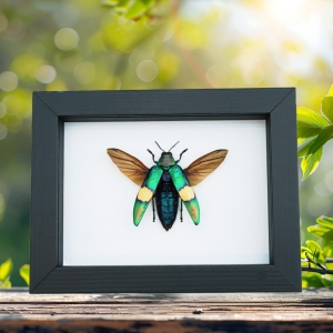 Chrysochroa saundersii Flying Metallic Jewel Beetle Framed Taxidermy Classic Black Display