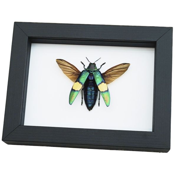 Chrysochroa saundersii Flying Metallic Jewel Beetle Framed Taxidermy Classic Black Display