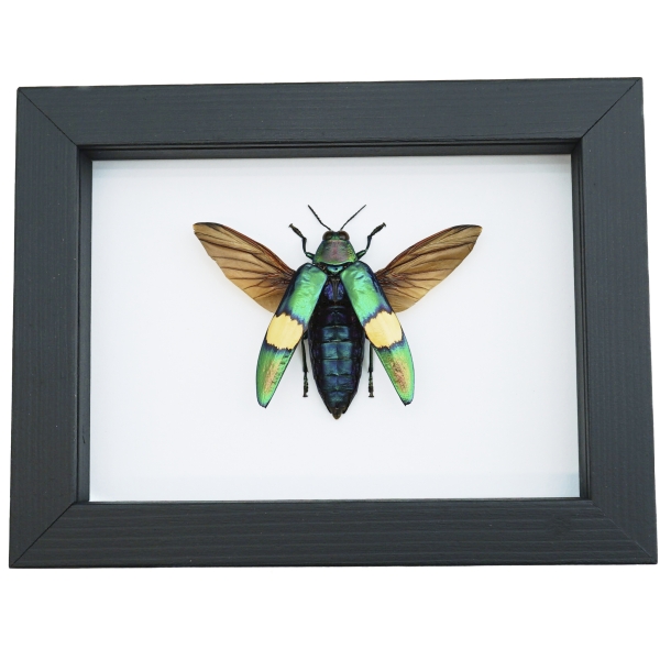 Chrysochroa saundersii Flying Metallic Jewel Beetle Framed Taxidermy Classic Black Display
