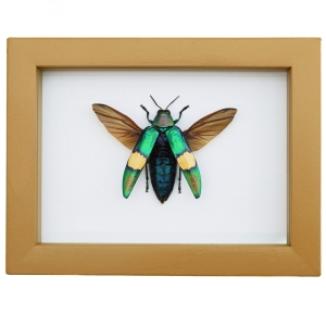 Chrysochroa saundersii Flying Metallic Jewel Beetle Framed Taxidermy Golden Ochre Display