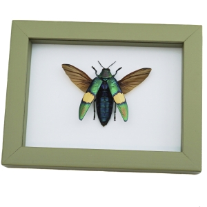 Chrysochroa saundersii Flying Metallic Jewel Beetle Framed Taxidermy Sage Green Display