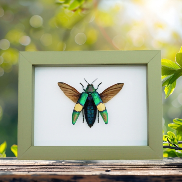 Chrysochroa saundersii Flying Metallic Jewel Beetle Framed Taxidermy Sage Green Display