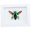 Chrysochroa saundersii Flying Metallic Jewel Beetle Framed Taxidermy Vibrant White Display
