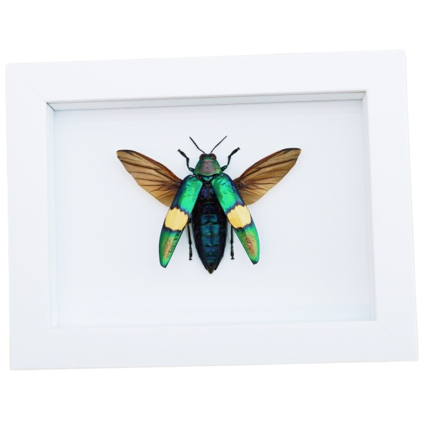 Chrysochroa saundersii Flying Metallic Jewel Beetle Framed Taxidermy Vibrant White Display