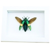 Chrysochroa saundersii Flying Metallic Jewel Beetle Framed Taxidermy Vibrant White Display