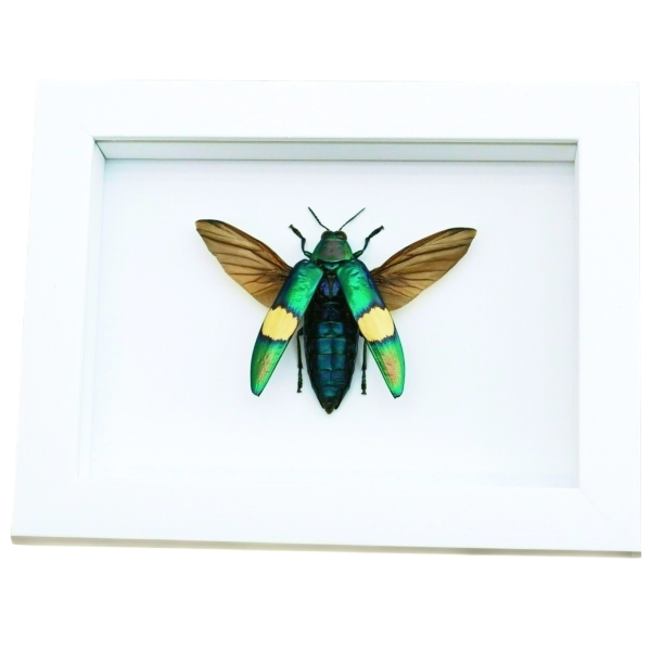 Chrysochroa saundersii Flying Metallic Jewel Beetle Framed Taxidermy Vibrant White Display