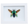 Chrysochroa saundersii Flying Metallic Jewel Beetle Framed Taxidermy Vibrant White Display