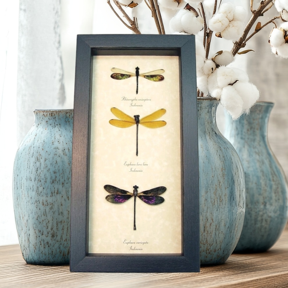 Damselfly Collection Rainbow Gold Pink Damselflies Framed Taxidermy Display