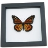 Monarch Butterfly Danaus Plexippus Female North American Framed Taxidermy Classic Black Display