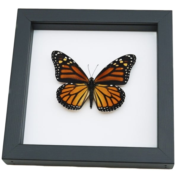Monarch Butterfly Danaus Plexippus Female North American Framed Taxidermy Classic Black Display