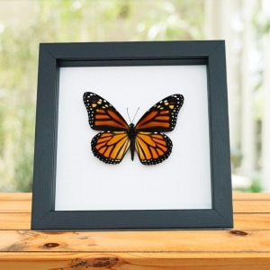 Monarch Butterfly Danaus Plexippus Female North American Framed Taxidermy Classic Black Display