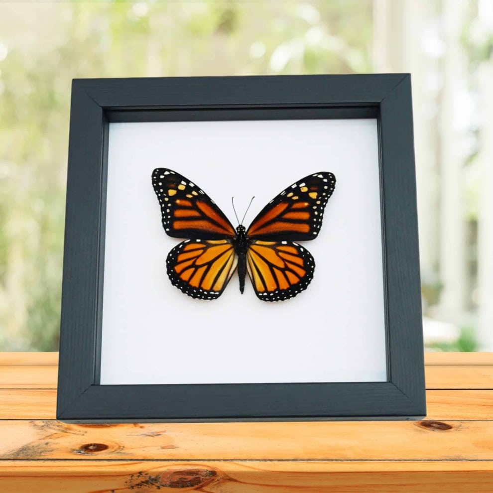 Monarch Butterfly Danaus Plexippus Female North American Framed Taxidermy Classic Black Display Monarch Butterfly Danaus Plexippus Female North American Framed Taxidermy Classic Black Display