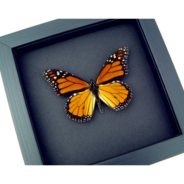 Real Framed Monarch Butterfly Male North America Taxidermy Moonlight Display