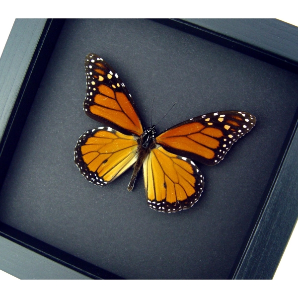 Real Framed Monarch Butterfly Male North America Taxidermy Moonlight Display