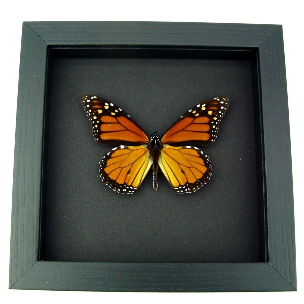 Real Framed Monarch Butterfly Male North America Taxidermy Moonlight Display