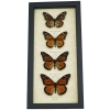 Real Framed Monarch Butterfly Collection Danaus Plexippus Butterflies Taxidermy Display