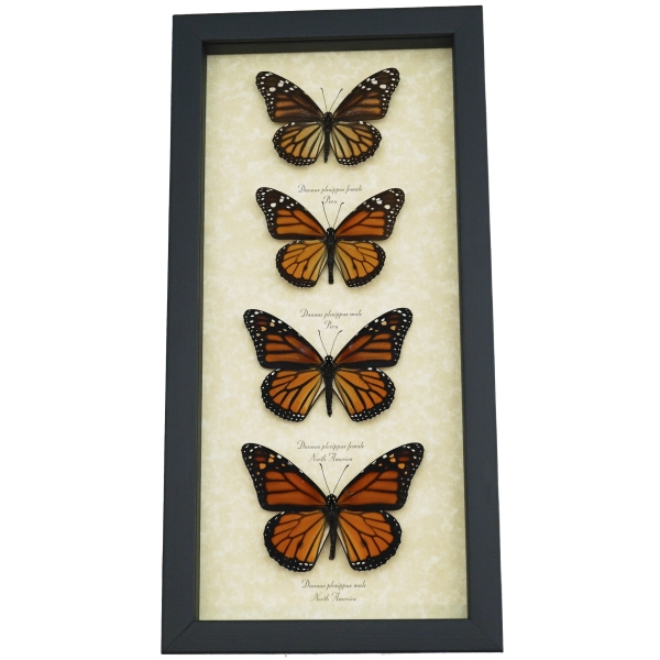 Real Framed Monarch Butterfly Collection Danaus Plexippus Butterflies Taxidermy Display