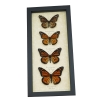 Real Framed Monarch Butterfly Collection Danaus Plexippus Butterflies Taxidermy Display