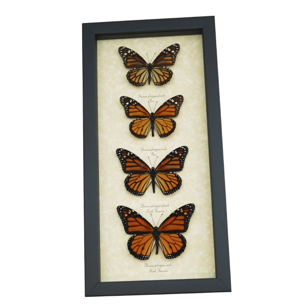 Real Framed Monarch Butterfly Collection Danaus Plexippus Butterflies Taxidermy Display