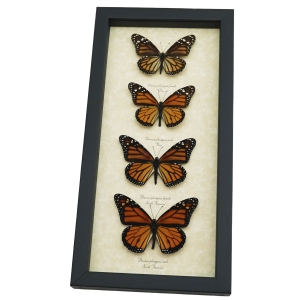 Real Framed Monarch Butterfly Collection Danaus Plexippus Butterflies Taxidermy Display