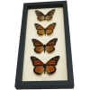Real Framed Monarch Butterfly Collection Danaus Plexippus Butterflies Taxidermy Display