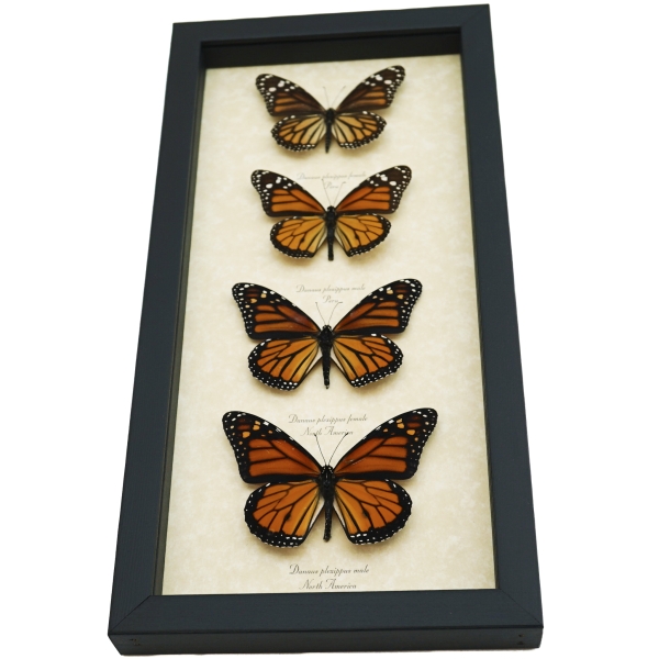 Real Framed Monarch Butterfly Collection Danaus Plexippus Butterflies Taxidermy Display