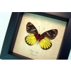 Delias crithoe Framed Butterfly Rare Yellow Red Taxidermy Display