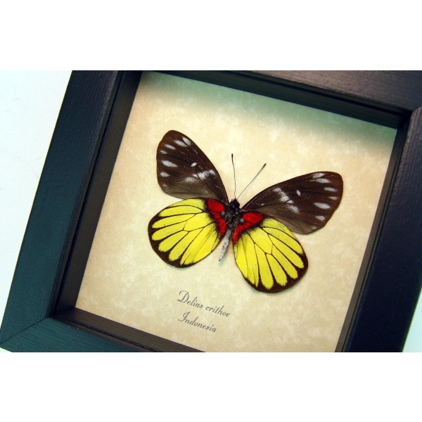 Delias crithoe Framed Butterfly Rare Yellow Red Taxidermy Display