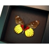 Delias crithoe Framed Butterfly Yellow Red Taxidermy Moonlight Display
