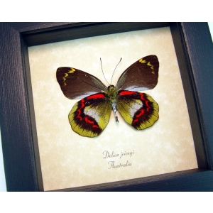 Delias joiceyi Rare Framed Australian Butterfly Red Green Markings