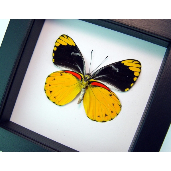 Delias splendida Framed Butterfly Taxidermy Classic Black Display