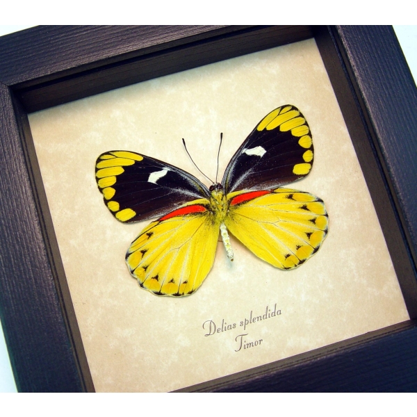 Delias splendida Female Butterfly Rare Yellow Framed Taxidermy Display