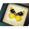Delias splendida Female Rare Yellow Framed Butterfly