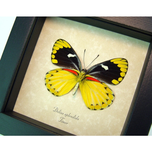 Delias splendida Female Rare Yellow Framed Butterfly