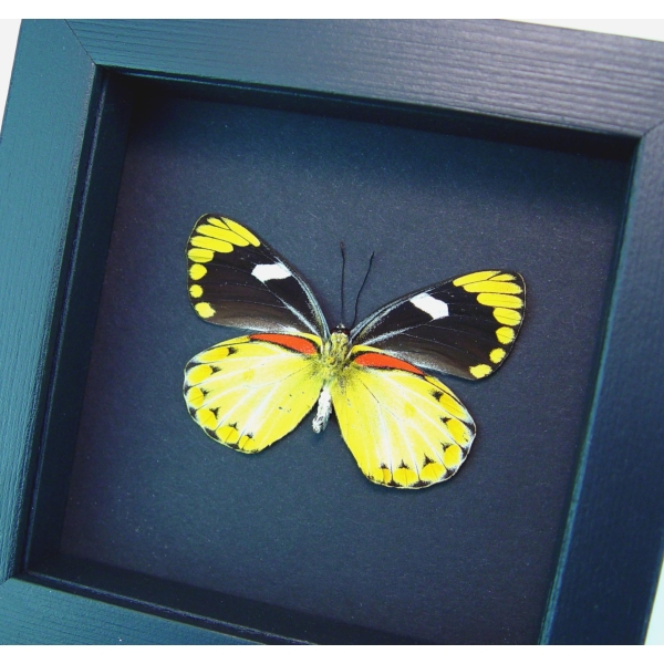 Delias splendida Female Butterfly Rare Yellow Framed Taxidermy Moonlight Display