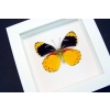 Delias splendida Framed Butterfly Rare Yellow Vibrant White Display