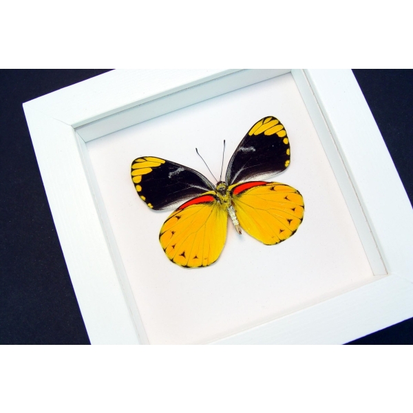 Delias splendida Framed Butterfly Rare Yellow Vibrant White Display