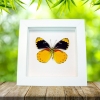 Delias splendida Framed Butterfly Rare Yellow Vibrant White Display