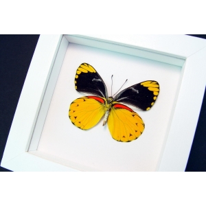 Delias splendida Framed Butterfly Rare Yellow Vibrant White Display
