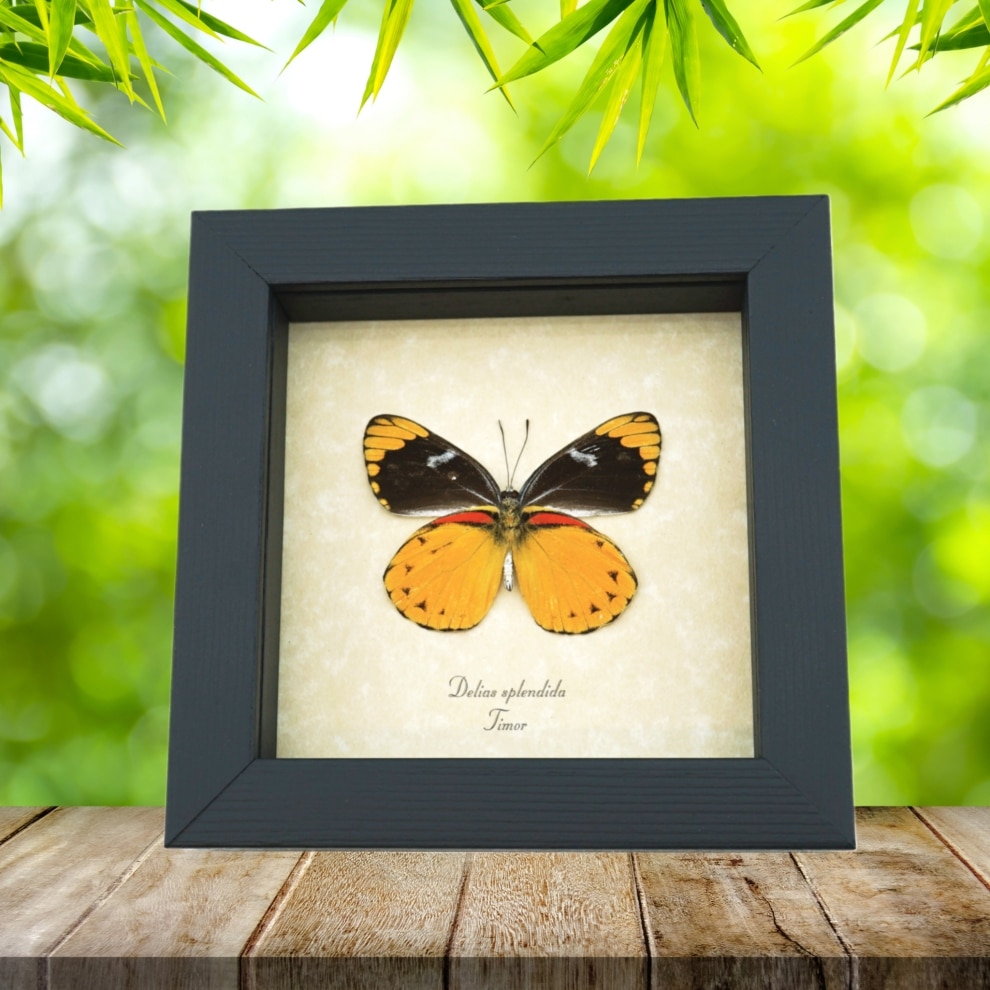 Delias splendida Framed Butterfly Vibrant Yellow Orange Taxidermy Display