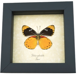 Delias splendida Framed Butterfly Vibrant Yellow Orange Taxidermy Display