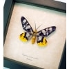 Dysphania numana snelleni Framed False Tiger Moth Rare Insect