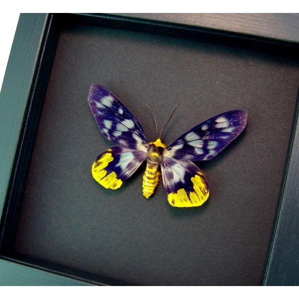 Dysphania numana snelleni Framed False Tiger Moth Moonlight Display