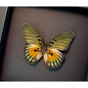 Euphaedra edwardsii Framed African Butterfly Edwards forester Moonlight Display