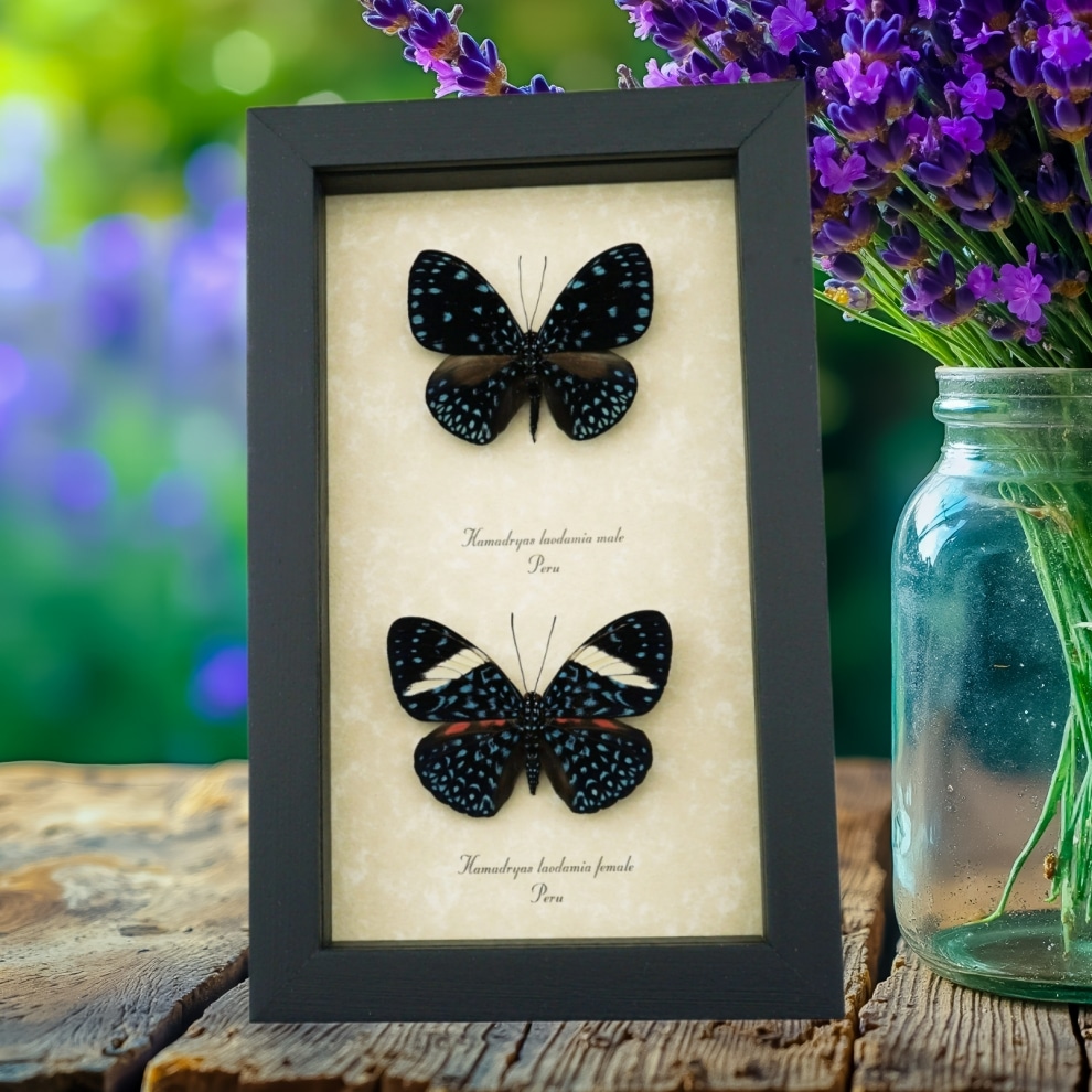 Hamadryas laodamia Pair Starry Night Butterflies Framed Butterfly Display Framed Taxidermy Hamadryas laodamia Pair Starry Night Butterflies Framed Butterfly Display Framed Taxidermy