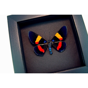 Milionia drucei Framed Day Flying Moth Moonlight Display ooak