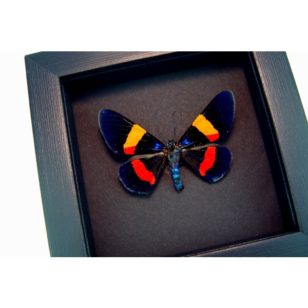 Milionia drucei Framed Day Flying Moth Moonlight Display ooak