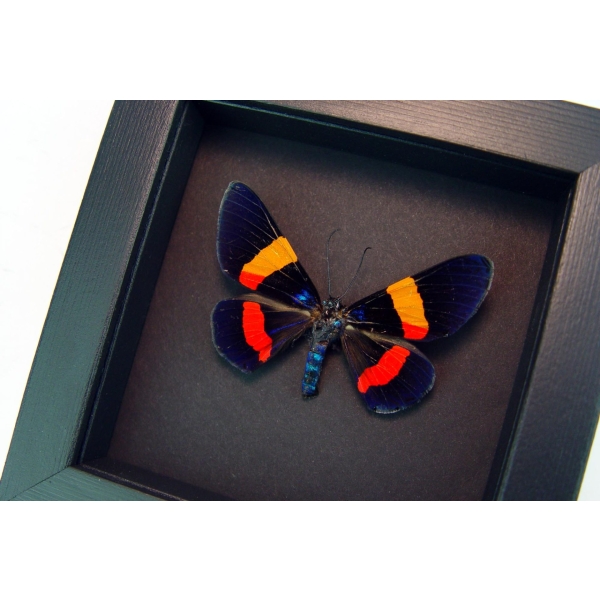 Milionia drucei Real Framed Day Flying Moth Taxidermy Moonlight Display