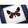 Milionia drucei verso Framed Day Flying Moth Taxidermy Classic Black Display